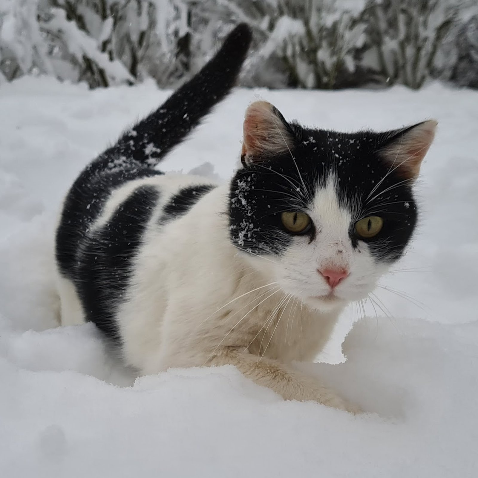 Zorro in the snow